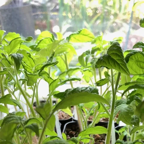 Photo of potato leaf tomatoes.