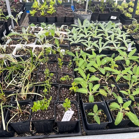 Rooted cuttings in three inch pots, growing vigorously.