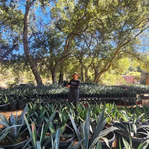 Ofelia with her agaves