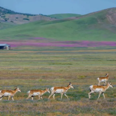 prong horns in wild flowers
