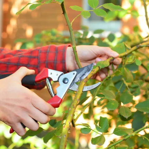 close up of hand holding pruning shears up to a rose branch before cutting