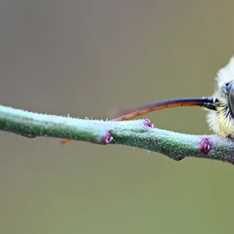 Male longhorned bee asleep on gaura (Photo by Kathy Keatley Garvey)