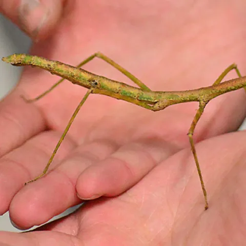 Stick insect at Bohart Museum of Entomology