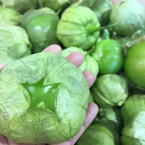 person holding tomatillos