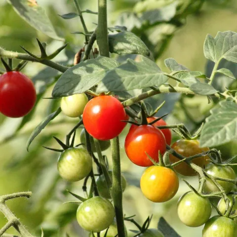 Photo of tomatoes growing on a vine.