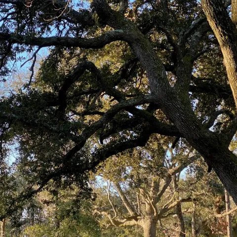 Trees for hazard assessment