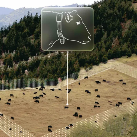 virtual cattle fencing
