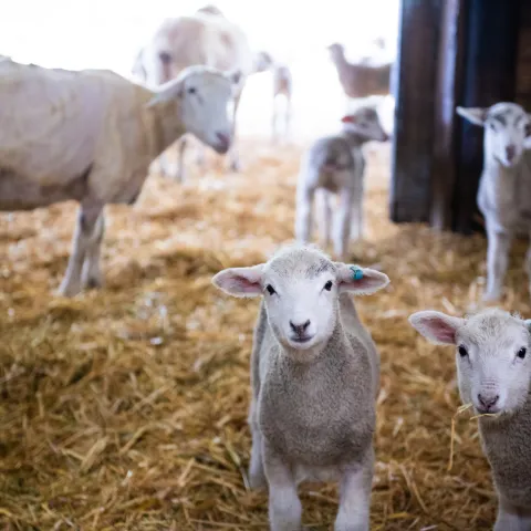 A ewe looks on at two lambs.