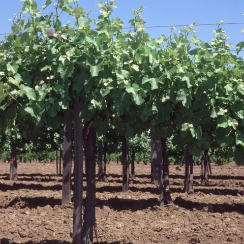 Row of grapevines in a vineyards. Beginning of blossoming period.