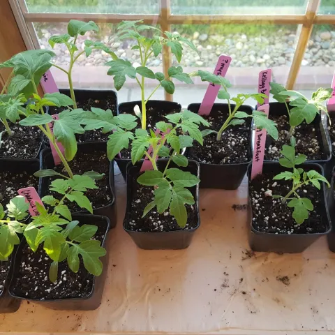  Learn to start tomato plants from seed at the Spring Garden Talk. Kristina Thompson