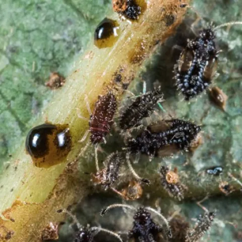 Avocado Lace Bug adults and nymphs