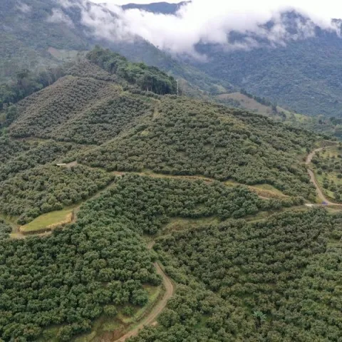 avo plantings