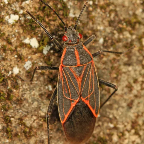 adult boxedler bug
