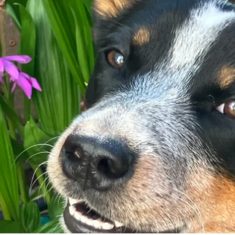 cattle dog puppy by a garden