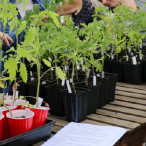 people at a plant sale