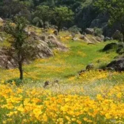 Fields of CA Poppies Knights Ferry