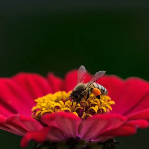 Yellow and black bee on a red flower with yellow pollen