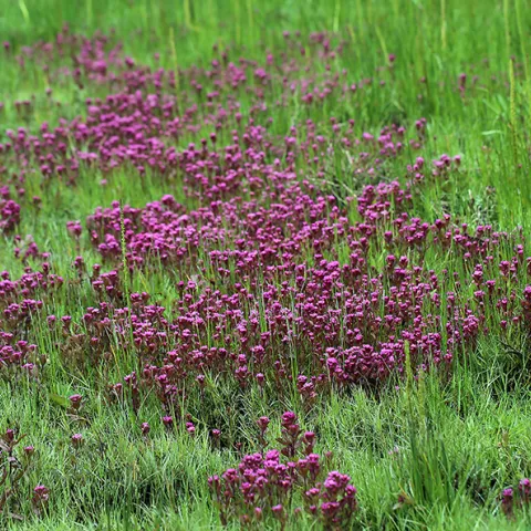 Humboldt’s Bay Owl’s clover in grass