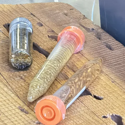 Termita formosa dentro de un tubo de ensayo.