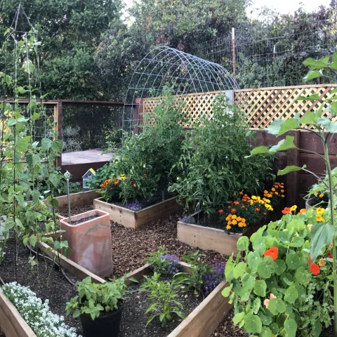 A vegetable and flower garden with raised beds