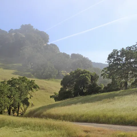 Morning mist rising over oak woodlands with a trail through the green pastures.