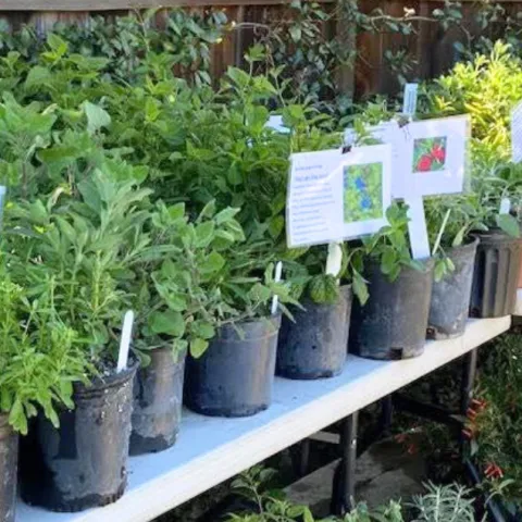 Potted plants ready for sale