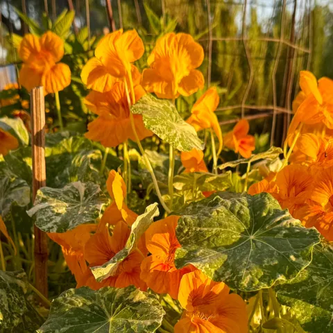 Orange petunias