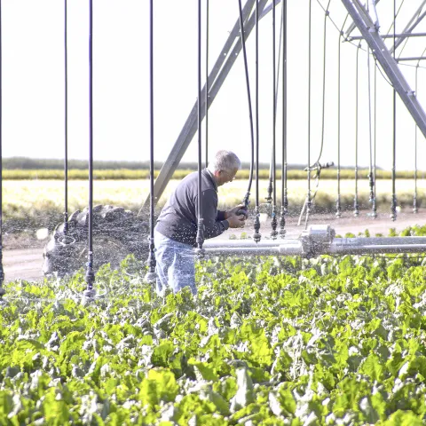 Man in gray jacket inspects overhead sprinkler irrigaton system above green crops in the Central Valley