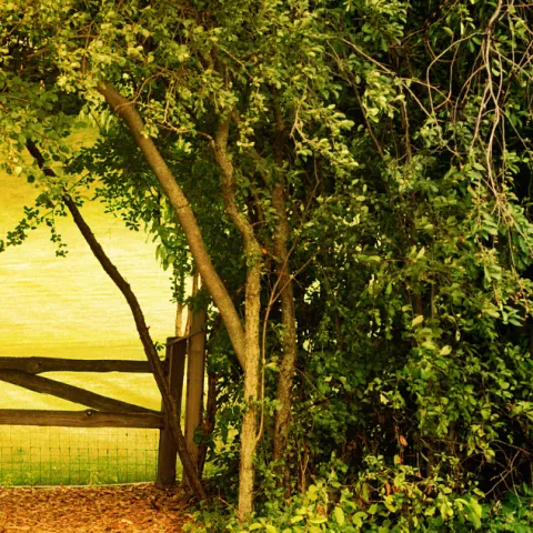 Green hedge with a garden gate in the middle