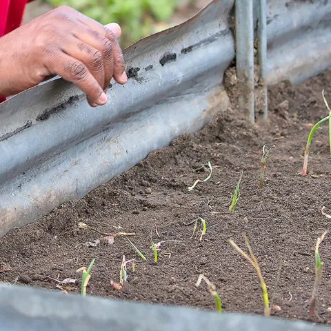 raised bed filled with onion seedlings and a person holding the side of the bed wearing a read sweater.