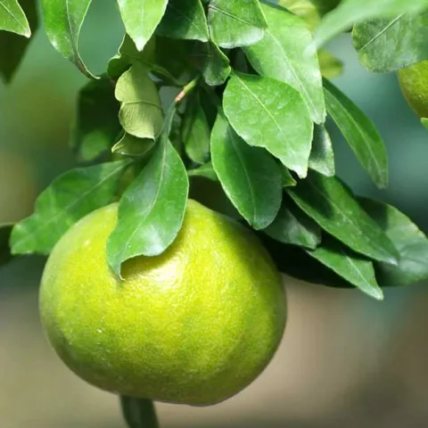 [PODCAST] California Citrus Threat