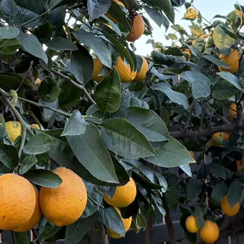 [PODCAST] Winter Care and Rainwater