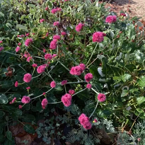 Red Buckwheat, Hank Morales