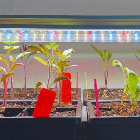 Seedlings under a grow light