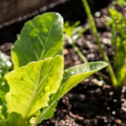 Spring in the Garden 