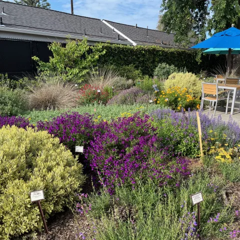 Photo of the beautiful Winters Community Library Teaching Garden with a variety of labeled plants. 