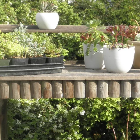 plants and potting bench for sale