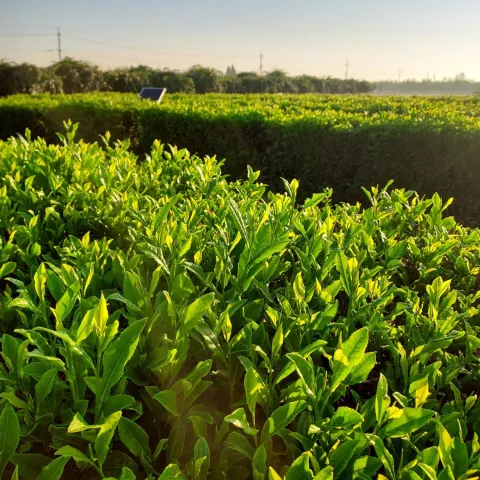Tea field from an angle backlit by the sun