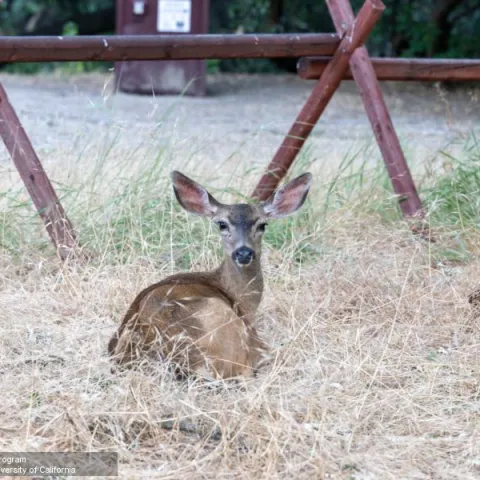 A brown deer with large ears laying in tall, dry grass, looking over its shoulder toward the camera.