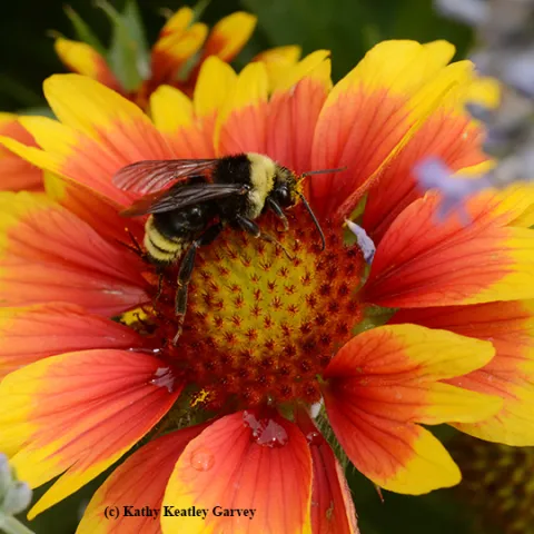 Bombus californicus on a Gallardia. (Photo by Kathy Keatley Garvey)