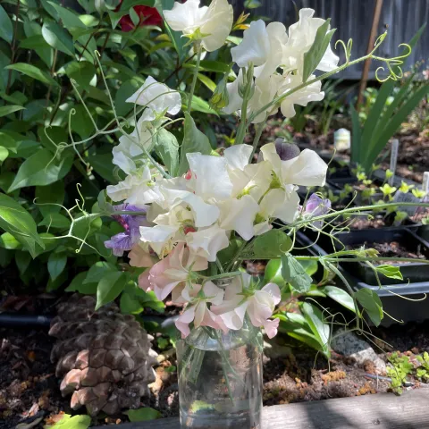 closeup of sweet peas in a jar