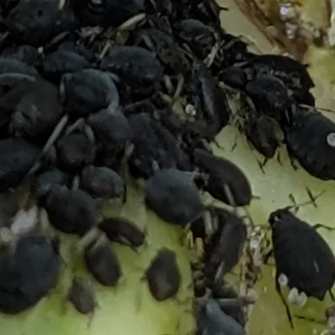 Expert tips on how to manage common Sonoma County garden pest