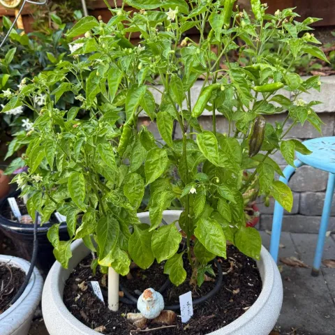 container gardening, L Westley.jpg