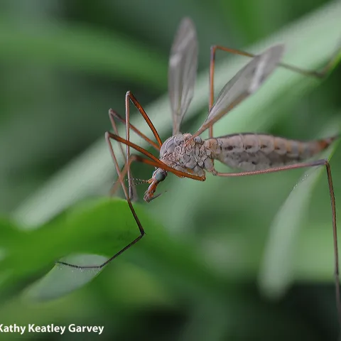 Crane fly. (Photo by Kathy Keatley Garvey)