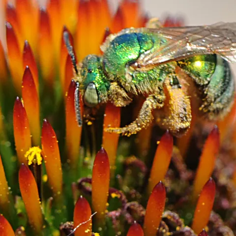 A female green sweat bee on a coneflower. (Photo by Kathy Keatley Garvey)