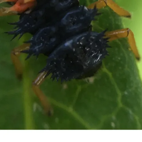 lady beetle larvae crawling on a leaf