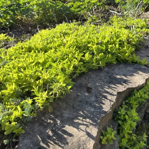 ground cover Golden Oregano, Joan Cloutier