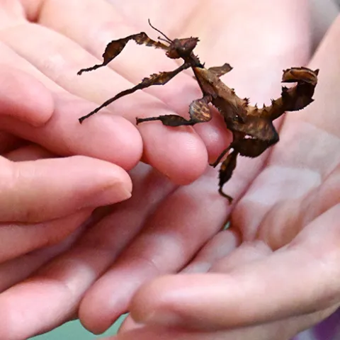 Hands cradling a stick insect (walking stick) at the Bohart Museum of Entomology.