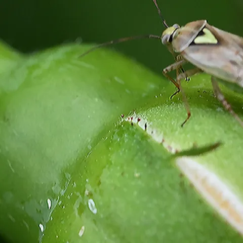 Lygus bug chewing on a yellow rose bud. (Photo by Kathy Keatley Garvey)