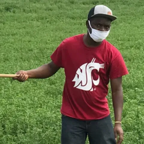 Adekunle Adesanya, Ph.D., samples for the western tarnished plant bug Lygus hesperus in alfalfa in Walla Walla, Wash., in July 2020. (Photo by Peter Alege)